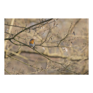 the red bra, golden light poster