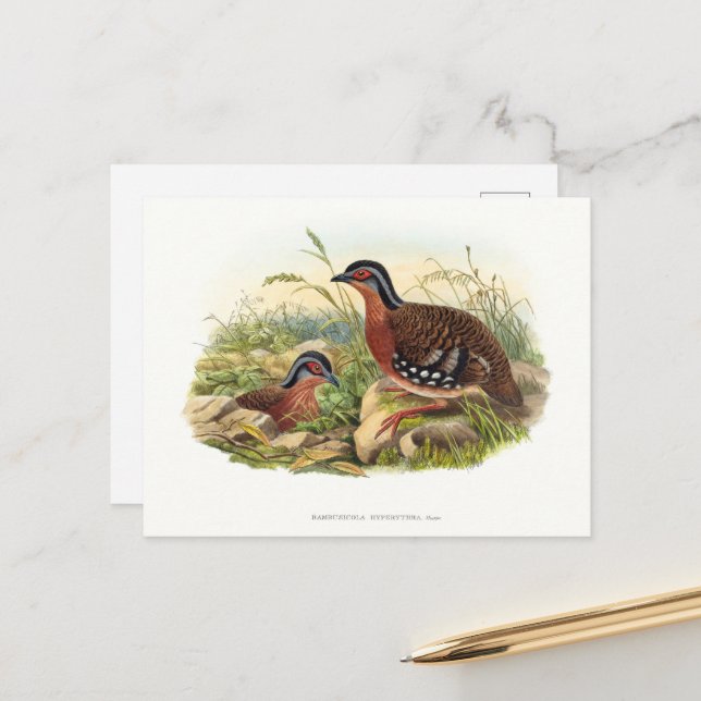 The red-breasted partridge(Bambusicola hyperythra) Postcard (Front/Back In Situ)