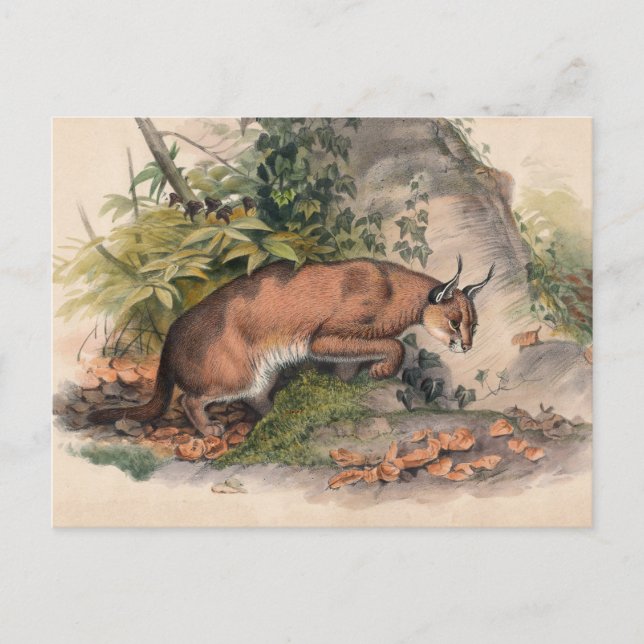 The Red Caracal by Joseph Wolf Postcard (Front)