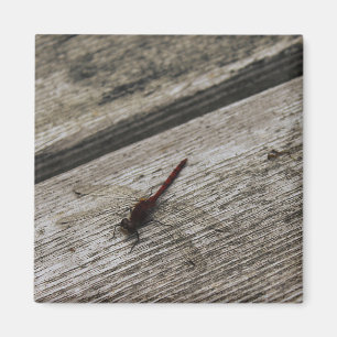 The Red Dragonfly Magnet