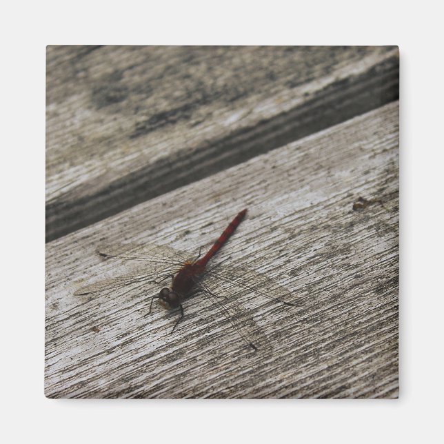 The Red Dragonfly Magnet (Front)