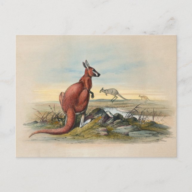 The Red Kangaroo by Joseph Wolf Postcard (Front)