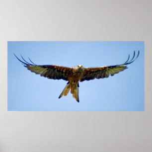The red Kite Poster