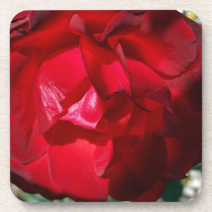The red of autumn coaster