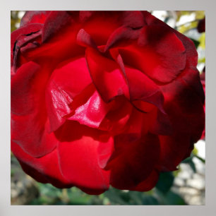 The red of autumn poster