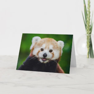 The Red Panda Valentine Card