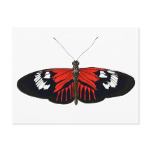 The Red Postman Butterfly
