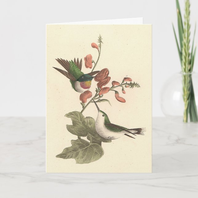 The Red-throated or Ruby-throated Hummingbird Card (Front)