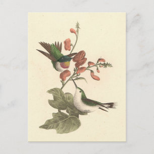 The Red-throated or Ruby-throated Hummingbird Postcard