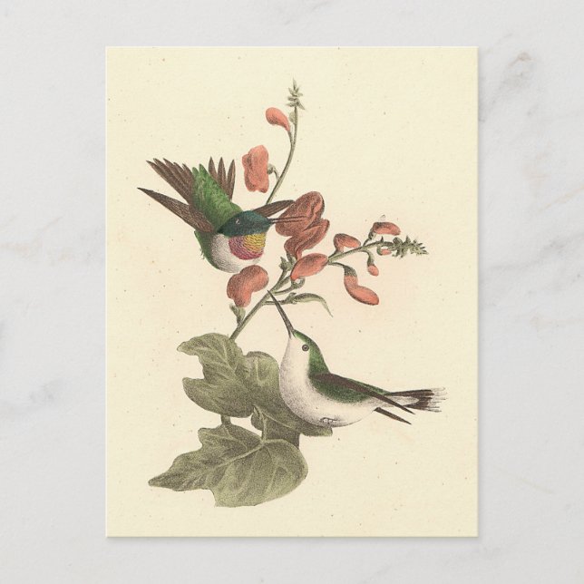 The Red-throated or Ruby-throated Hummingbird Postcard (Front)