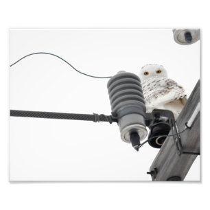 The Regal Snowy - 8x10 Photo Print