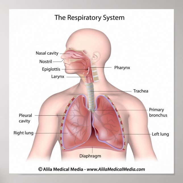 The respiratory system labelled poster (Front)