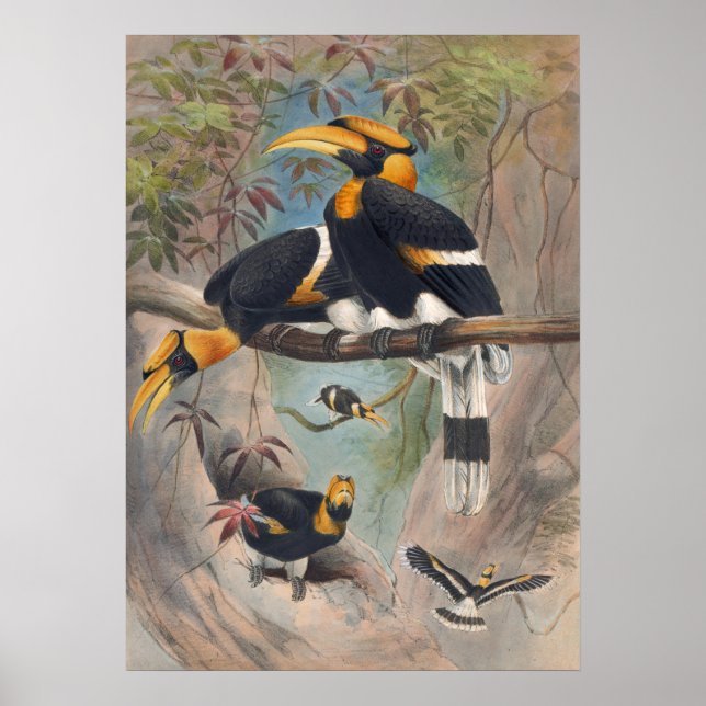 The Rhinoceros Hornbill by Joseph Wolf Poster (Front)