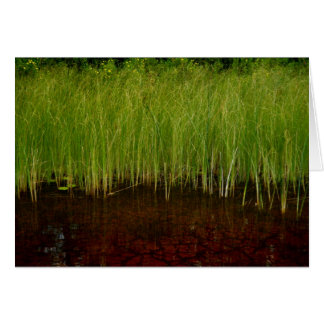 The Ridges Sanctuary