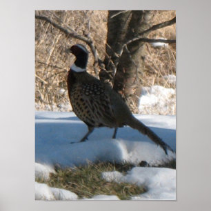 The Ringneck Pheasant Poster