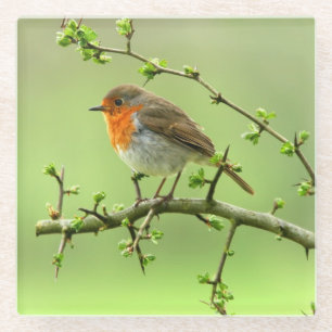 The Robin Glass Coaster