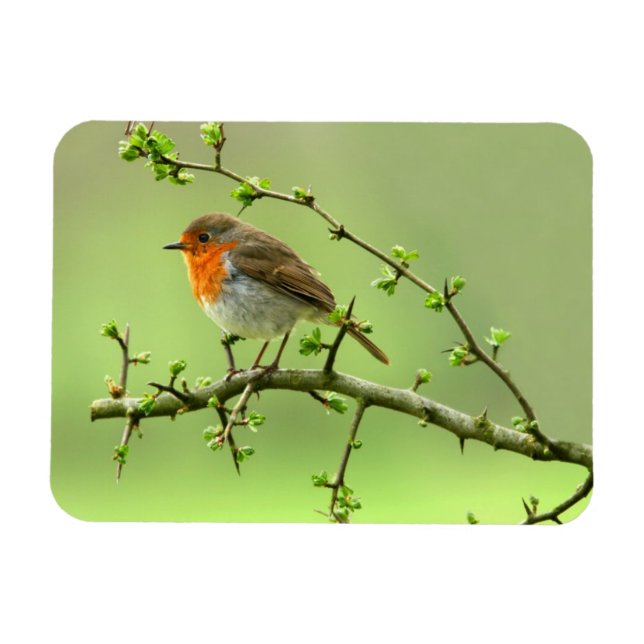 The Robin Magnet (Horizontal)