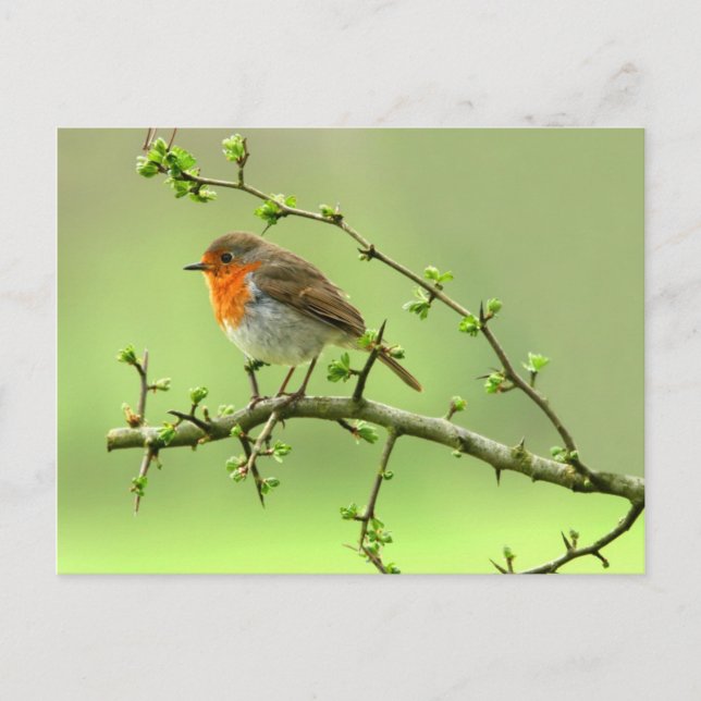 The Robin Postcard (Front)