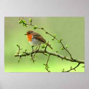 The Robin Poster