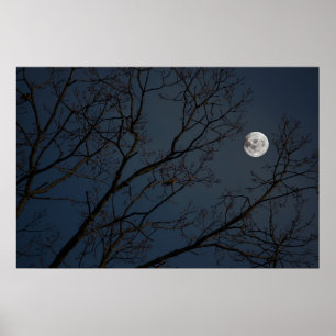 The Robin & The Moon Poster