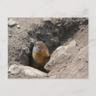 The Rodent Creature Emerges Postcard