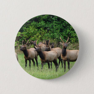 The Roosevelt Elk Herd 6 Cm Round Badge