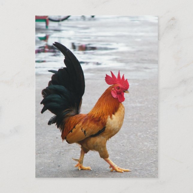 The Rooster Crossed The Road Postcard (Front)