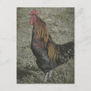 The Rooster Crows Postcard
