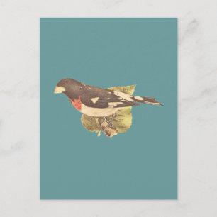 The Rose-breasted Grosbeak Coccoborus ludovicianus Postcard