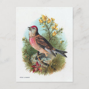 The Rose Linnet Postcard