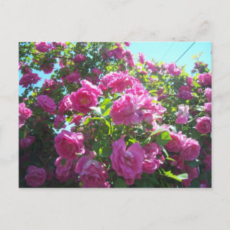 The rose postcard