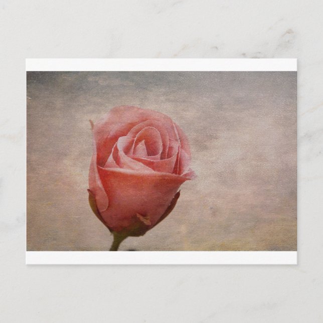The Rose Postcard (Front)
