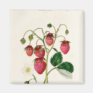 The Roseberry Strawberry, engraved by Watte Magnet