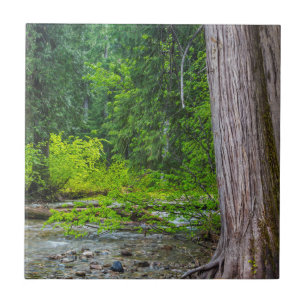 The Ross Creek Cedars Scenic Area Ceramic Tile