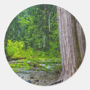 The Ross Creek Cedars Scenic Area Classic Round Sticker