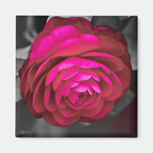 The Rosy Camellia Magnet