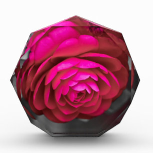 The Rosy Camellia Photo Block
