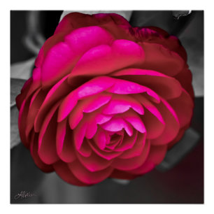 The Rosy Camellia Poster