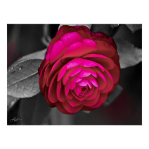 The Rosy Camellia Poster