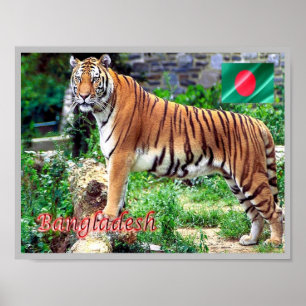 The Royal Bengal Tiger Poster