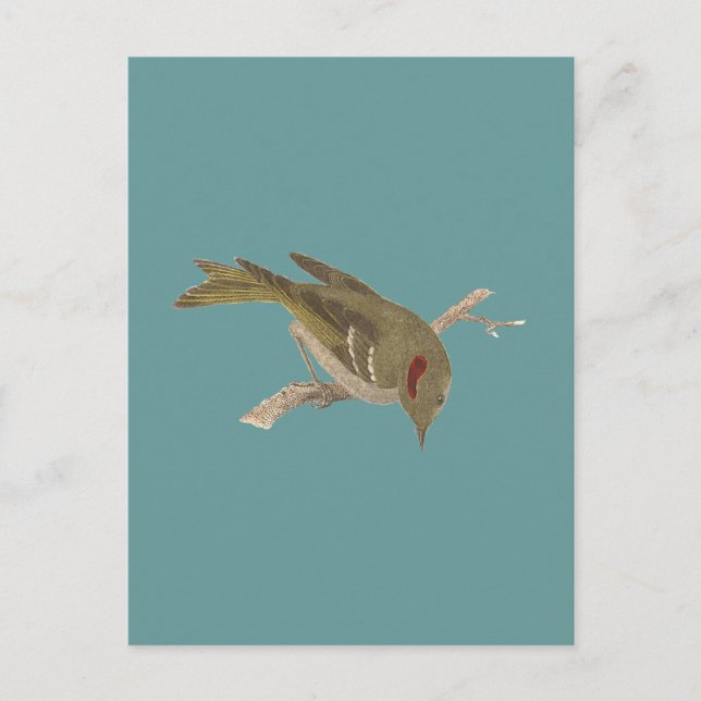 The Ruby-crowned Kinglet	(Regulus calendula) Postcard (Front)