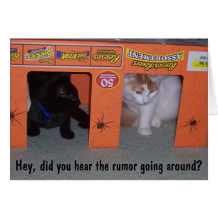 THE RUMOR IN CAT COMMUNITY 4Oth