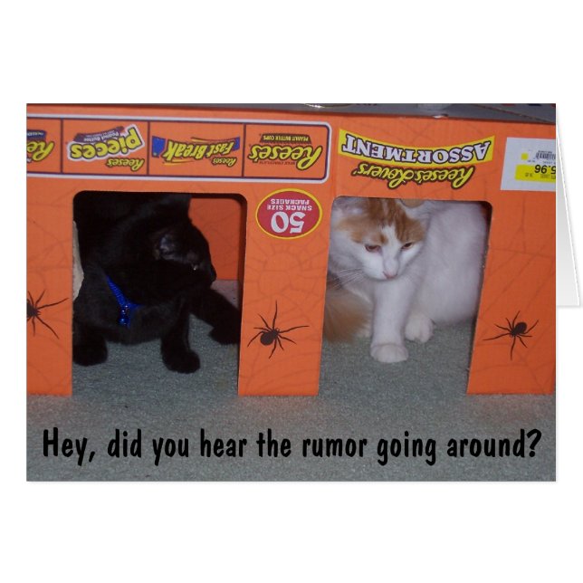 THE RUMOR IN CAT COMMUNITY 4Oth (Front Horizontal)