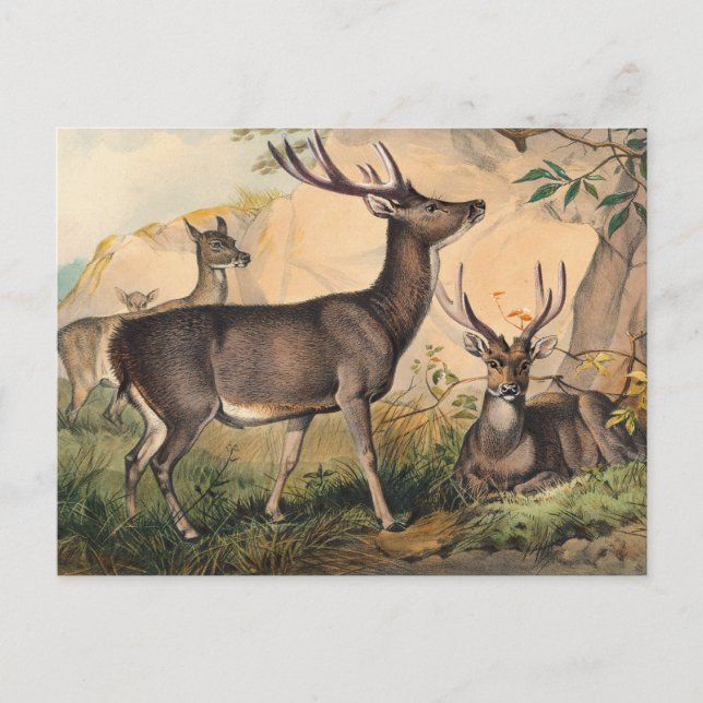 The Rusa Deer by Joseph Wolf Postcard (Front)