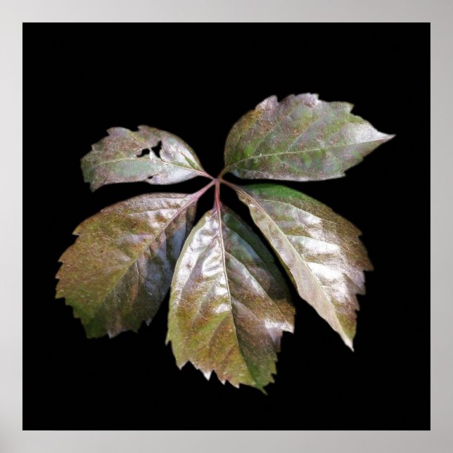 the rusty leaf poster (Front)