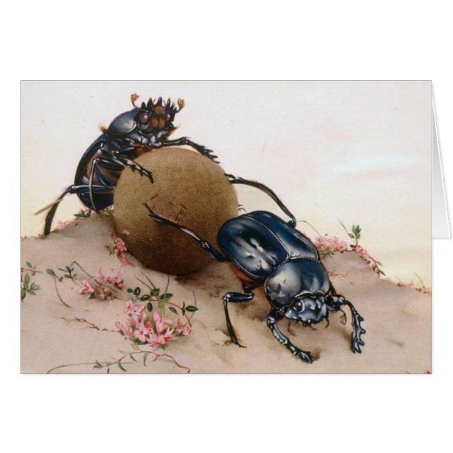 THE SACRED BEETLE 2 (Front Horizontal)