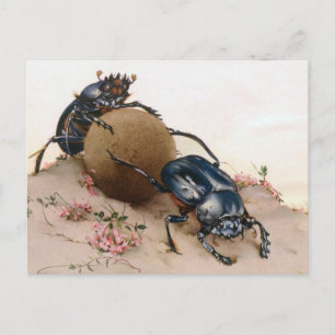 THE SACRED BEETLE 2 POSTCARD