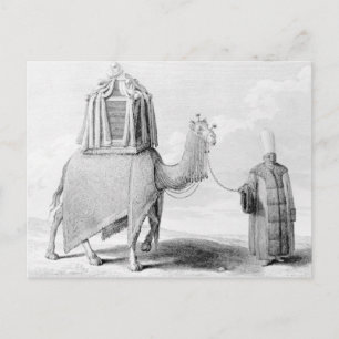 The Sacred Camel Postcard