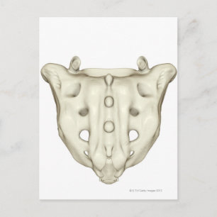 The Sacrum Postcard