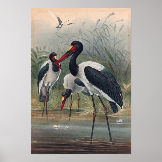 The Saddle-Billed Stork by Joseph Wolf Poster (Front)